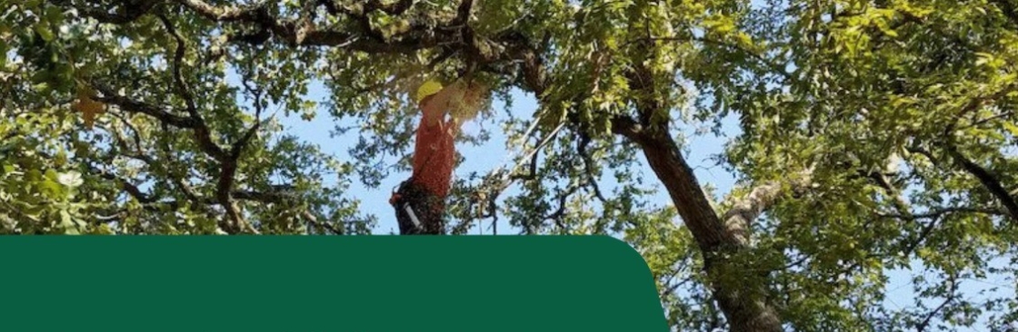 Top Point Tree Cover Image